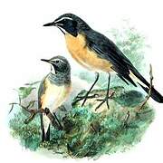 White-throated Robin