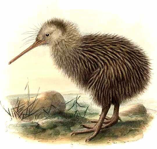 Southern Brown Kiwi