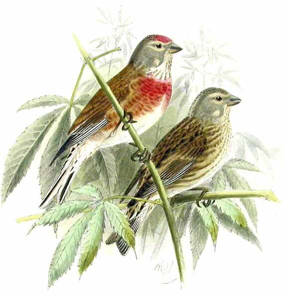 Common Linnet