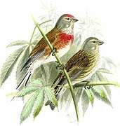 Common Linnet