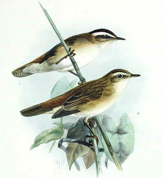 Moustached Warbler