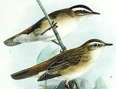 Moustached Warbler