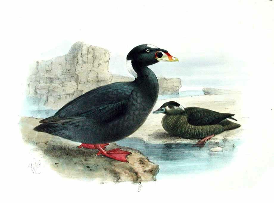 Surf Scoter