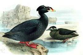 Surf Scoter