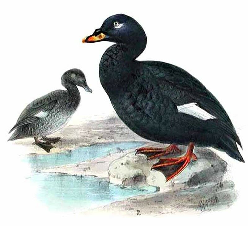 Velvet Scoter