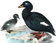 Velvet Scoter