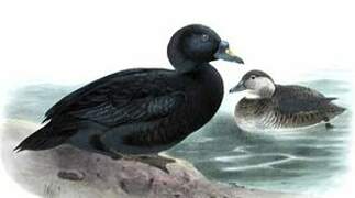 Common Scoter