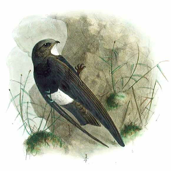 White-rumped Swift