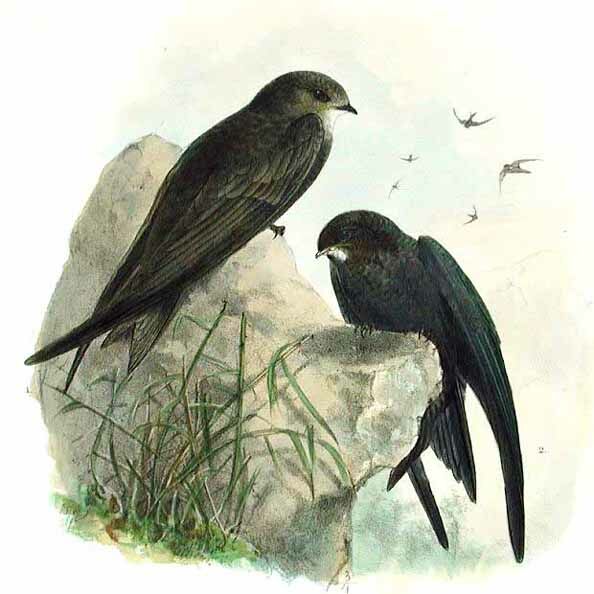 Pallid Swift