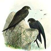 Pallid Swift