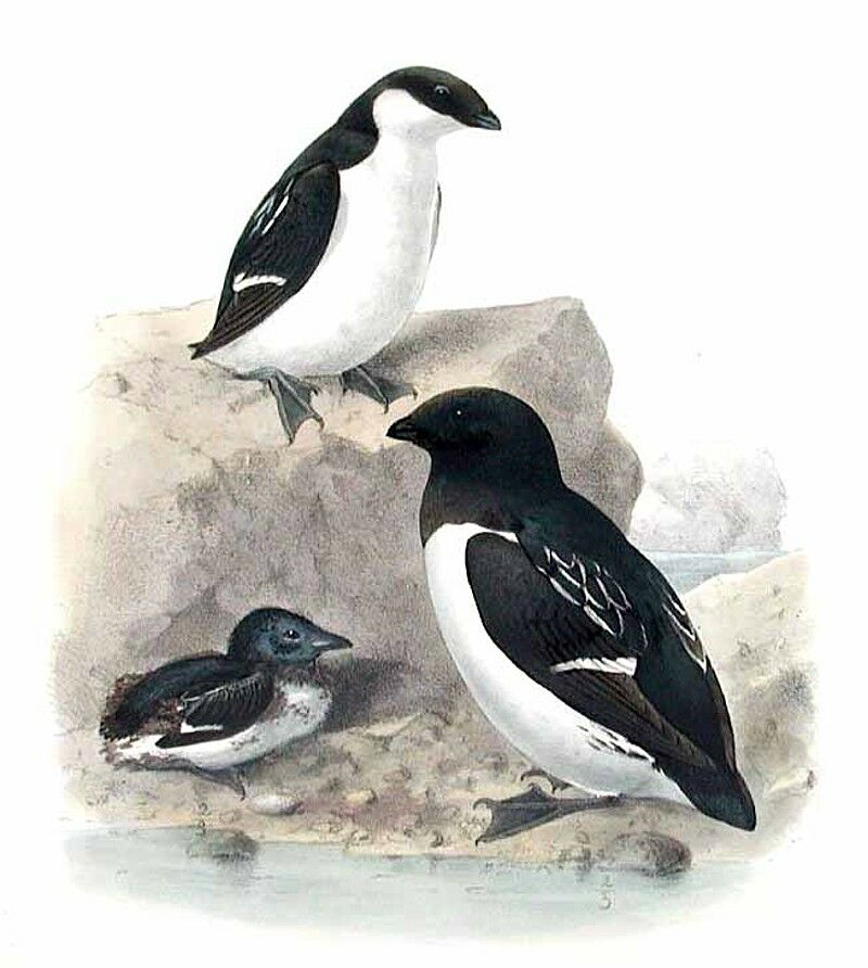 Little Auk