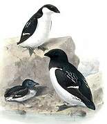 Little Auk