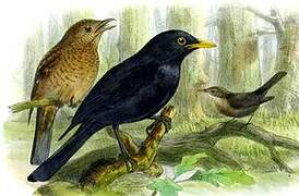 Common Blackbird