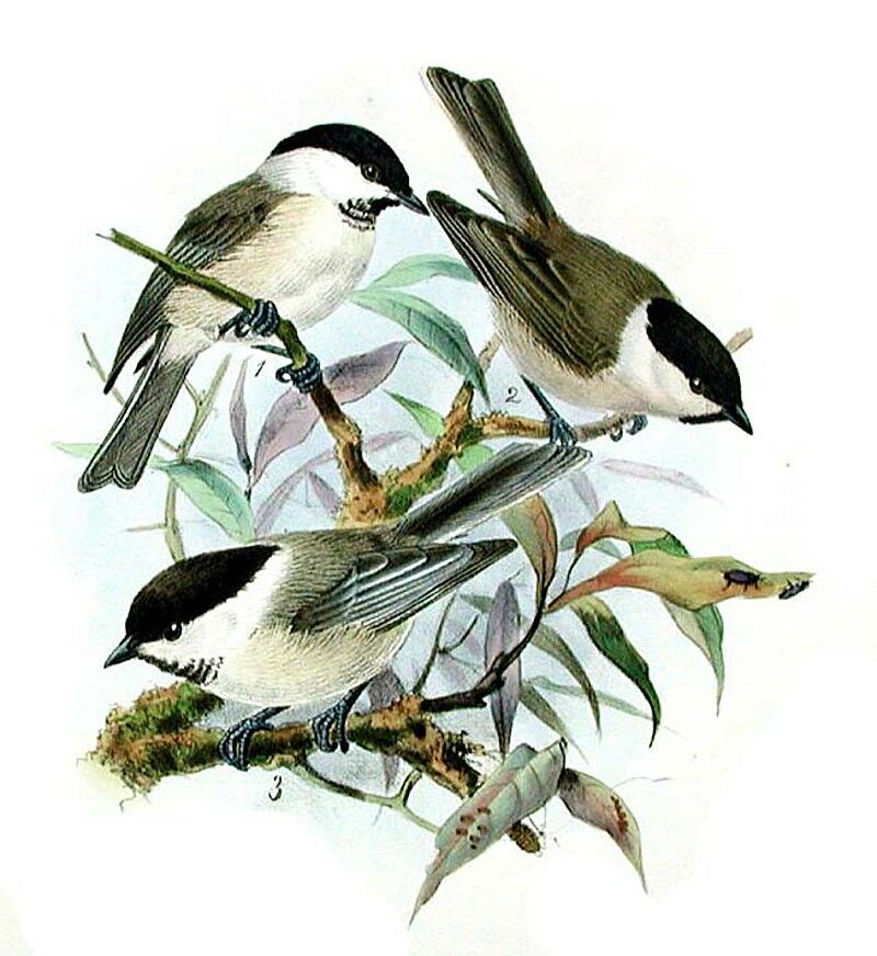 Marsh Tit