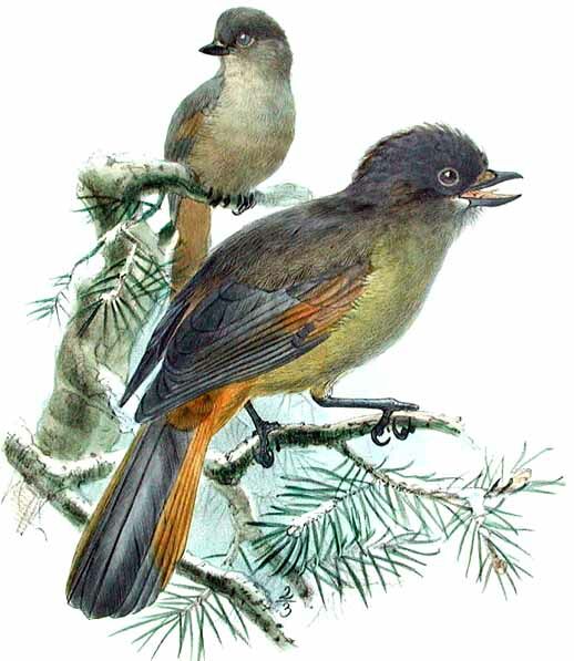 Siberian Jay