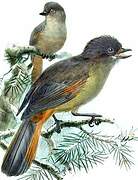 Siberian Jay