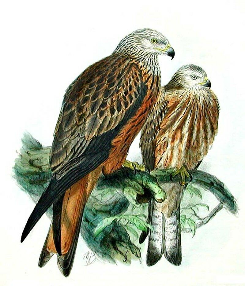 Red Kite