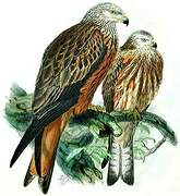 Red Kite