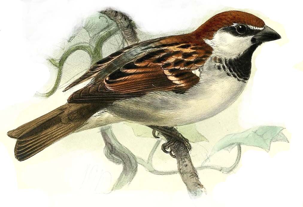 Italian Sparrow