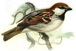 Italian Sparrow