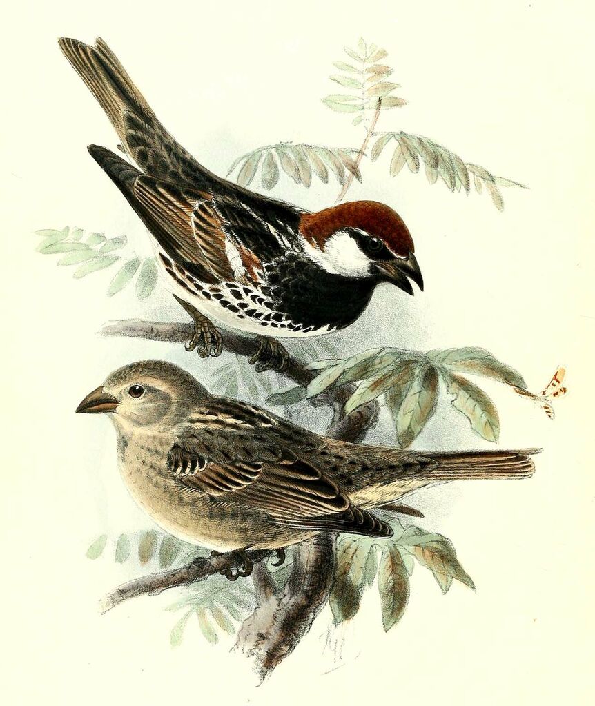 Spanish Sparrow