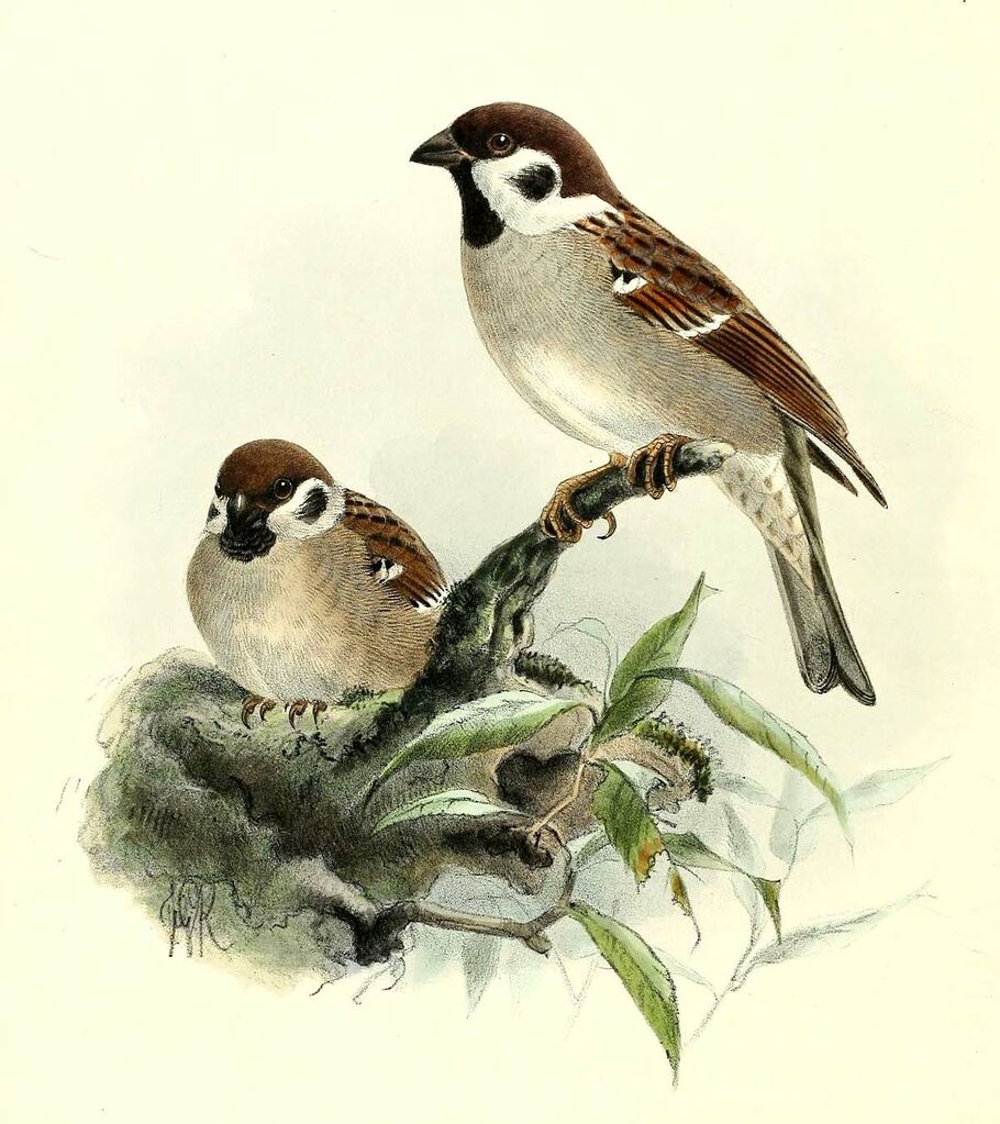 Eurasian Tree Sparrow