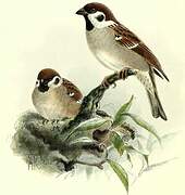 Eurasian Tree Sparrow