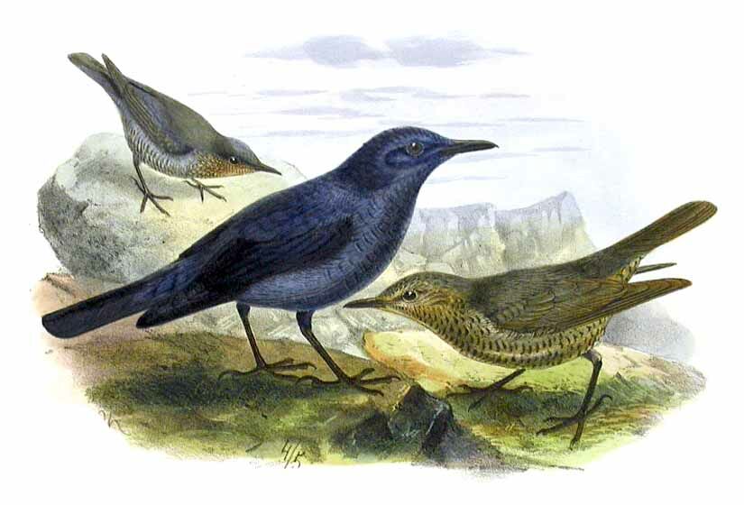 Blue Rock Thrush