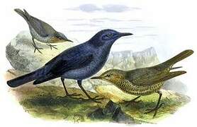 Blue Rock Thrush