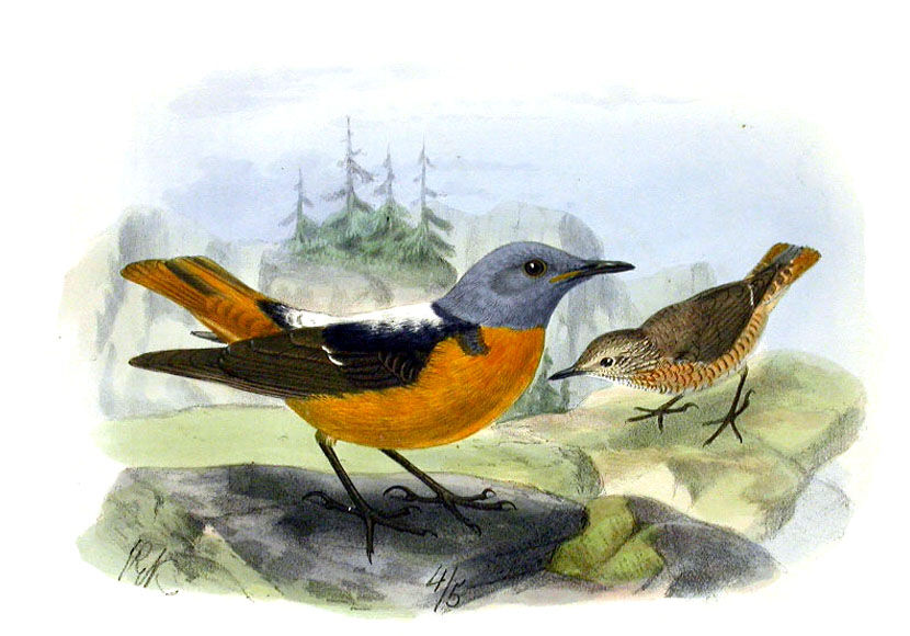 Common Rock Thrush