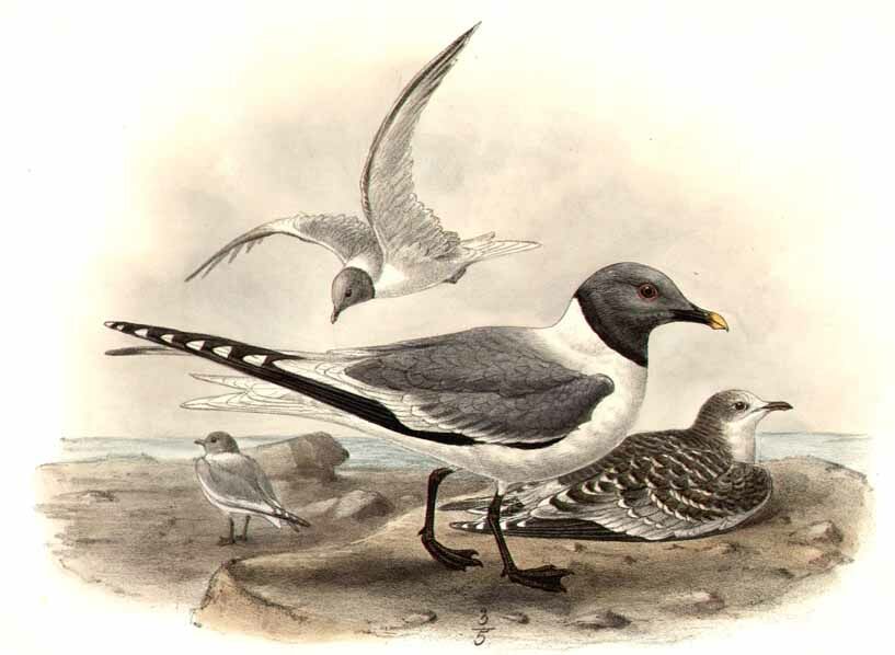 Sabine's Gull