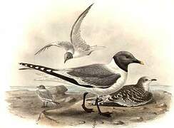 Sabine's Gull