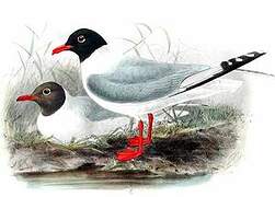 Mediterranean Gull