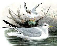 Mouette rieuse