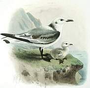 Black-legged Kittiwake