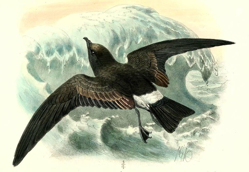 Band-rumped Storm Petrel