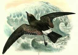 Band-rumped Storm Petrel