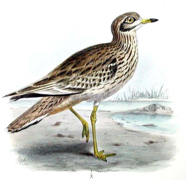 Eurasian Stone-curlew