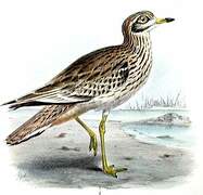 Eurasian Stone-curlew