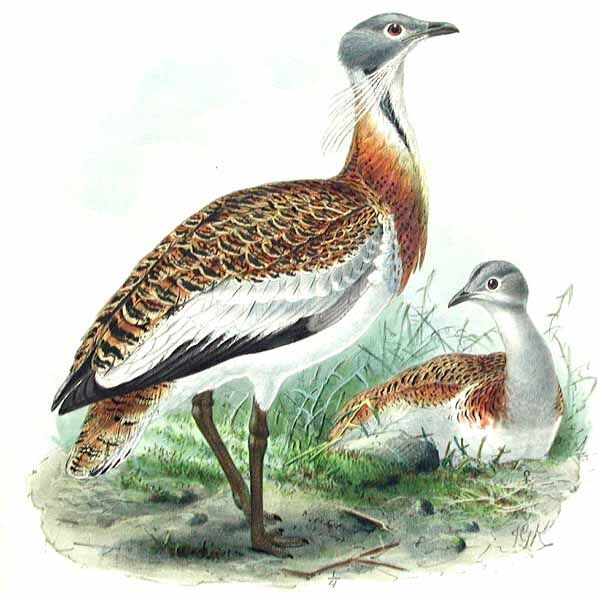 Great Bustard