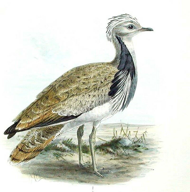 Macqueen's Bustard