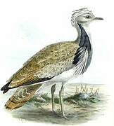 Macqueen's Bustard