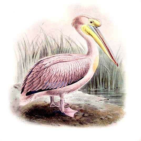 Great White Pelican