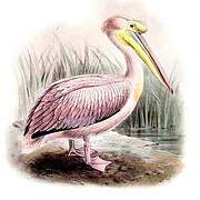 Great White Pelican