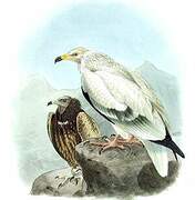 Egyptian Vulture