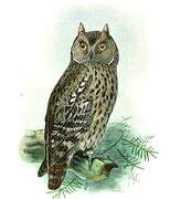 Petit-duc scops