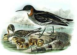 Red-necked Phalarope