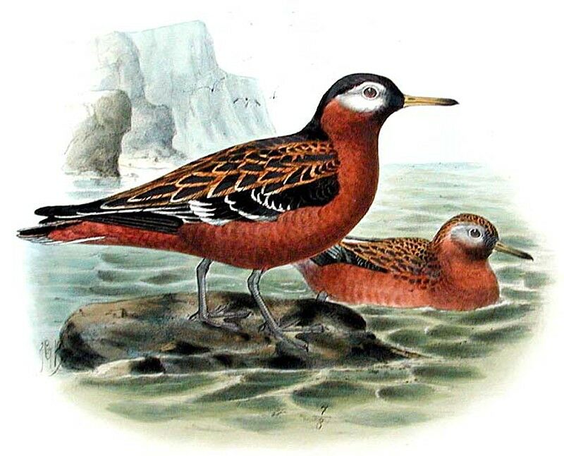 Red Phalarope
