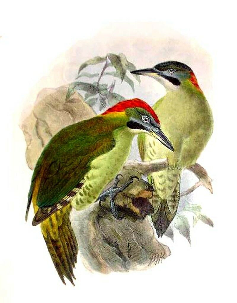 Levaillant's Woodpecker