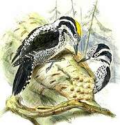 Eurasian Three-toed Woodpecker